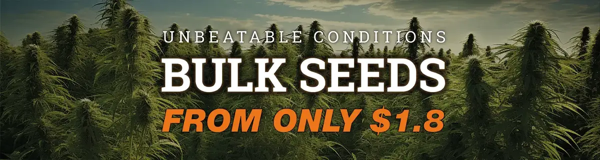 Premium cannabis genetics