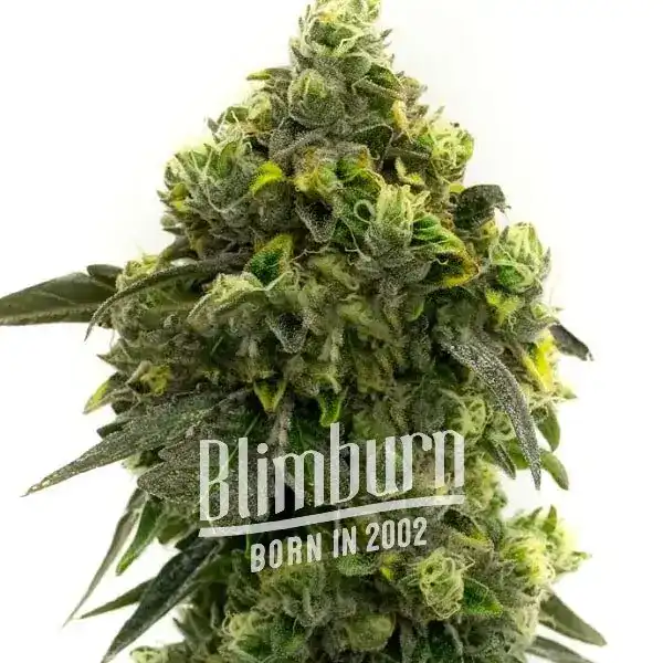 Amnesia_Blue_Headband