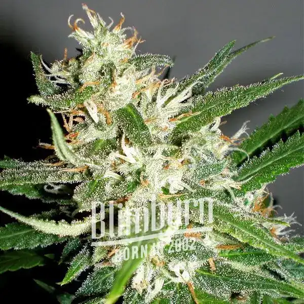 Amnesia_Haze