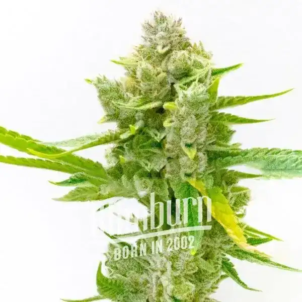 CBD_Kush