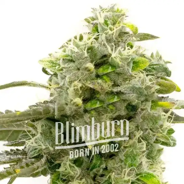 CBD_Shishkaberry_x_Candida