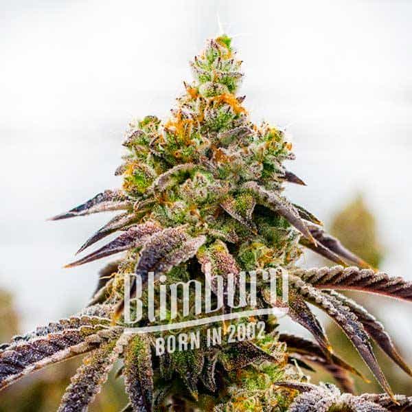 Candy-Kush-x-Do-Si-Dos