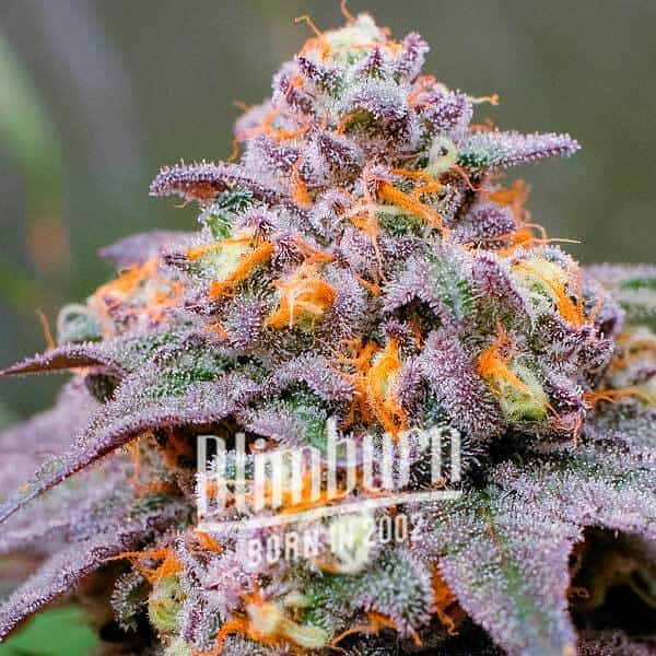 Gelato-33