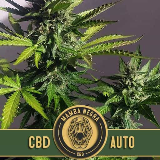 MAMBANEGRAAUTOCBDCANNABISSEEDS