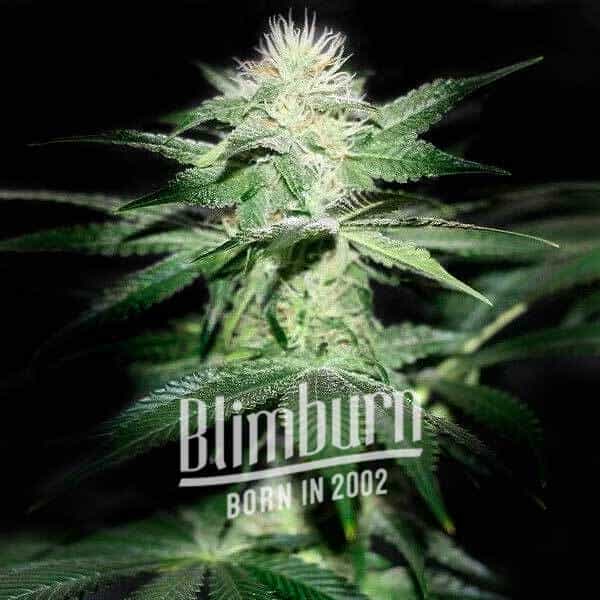 Northern-Lights-x-Chronic