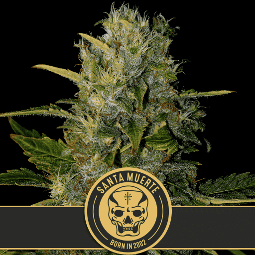 SANTAMUERTECANNABISSEEDS2