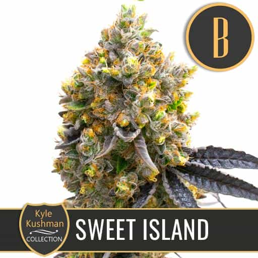 SWEETISLANDCANNABISSEEDS