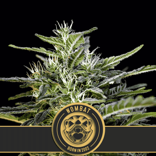 WOMBATCANNABISSEEDS2