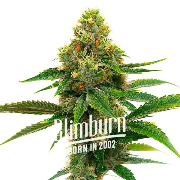 Alaskan-x-Kush-x-Brazil