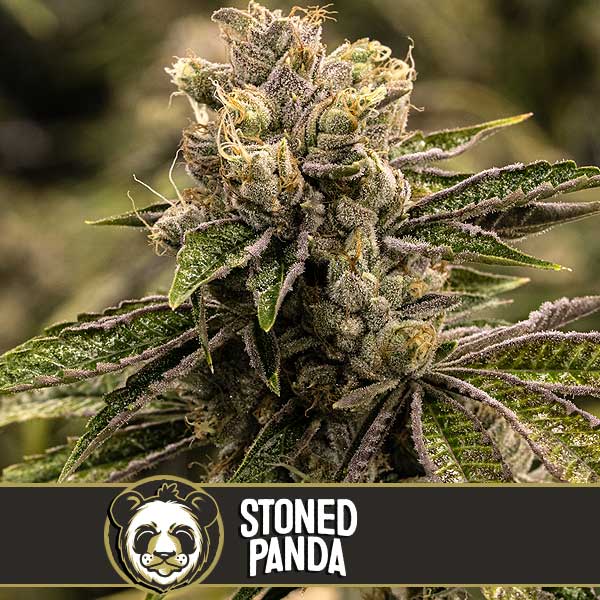 stoned-panda-blimburn