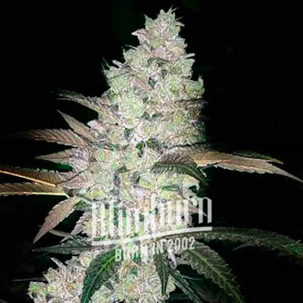Apple-and-Banana-Cannabis-Extractions