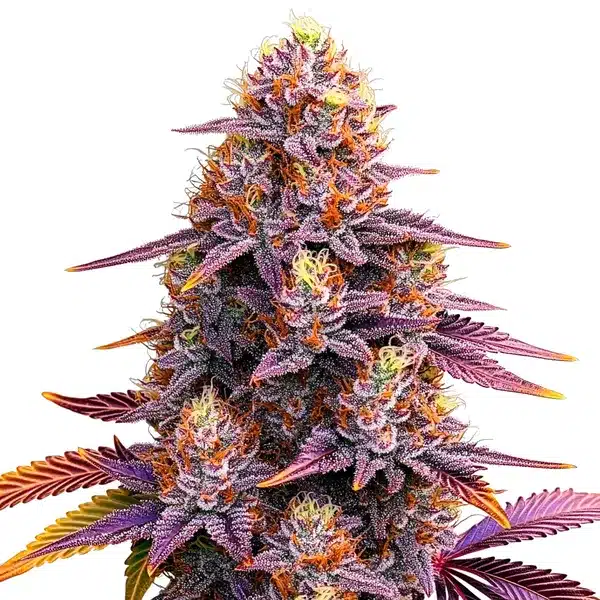Mimosa-F1-1