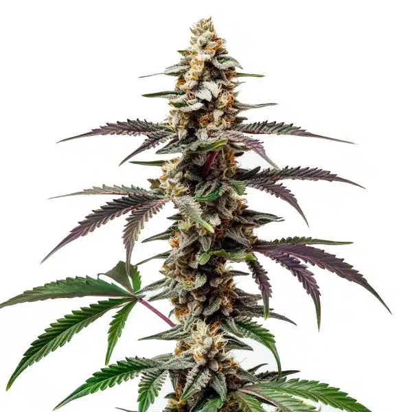 Purple-Punch-F1-2