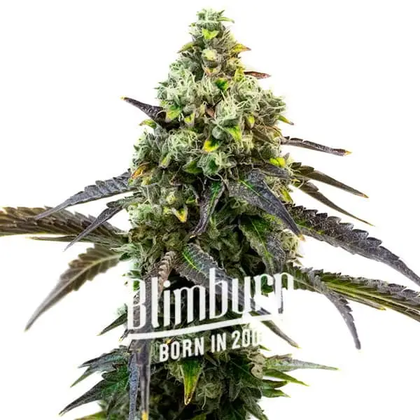RS11-Cannabis-Extractions