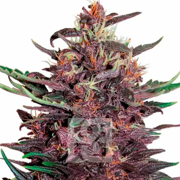 Tropicana-Cherry-Cannabis-Extraction