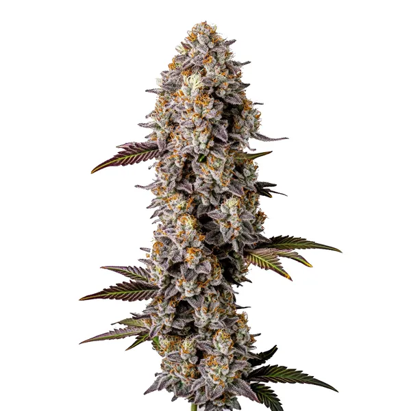 lemon_cherry_gelato-1