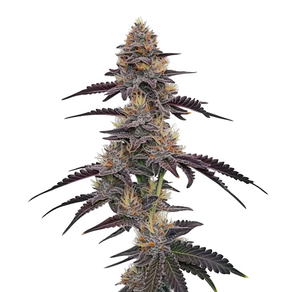 Purple_Pineapple