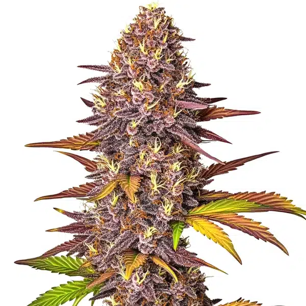 Red-Poison-Auto