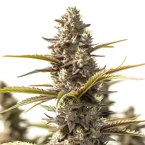 Red-Strawberry-Banana-Auto