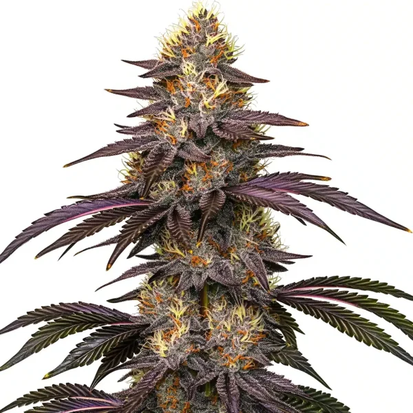 Cherry Pie OG