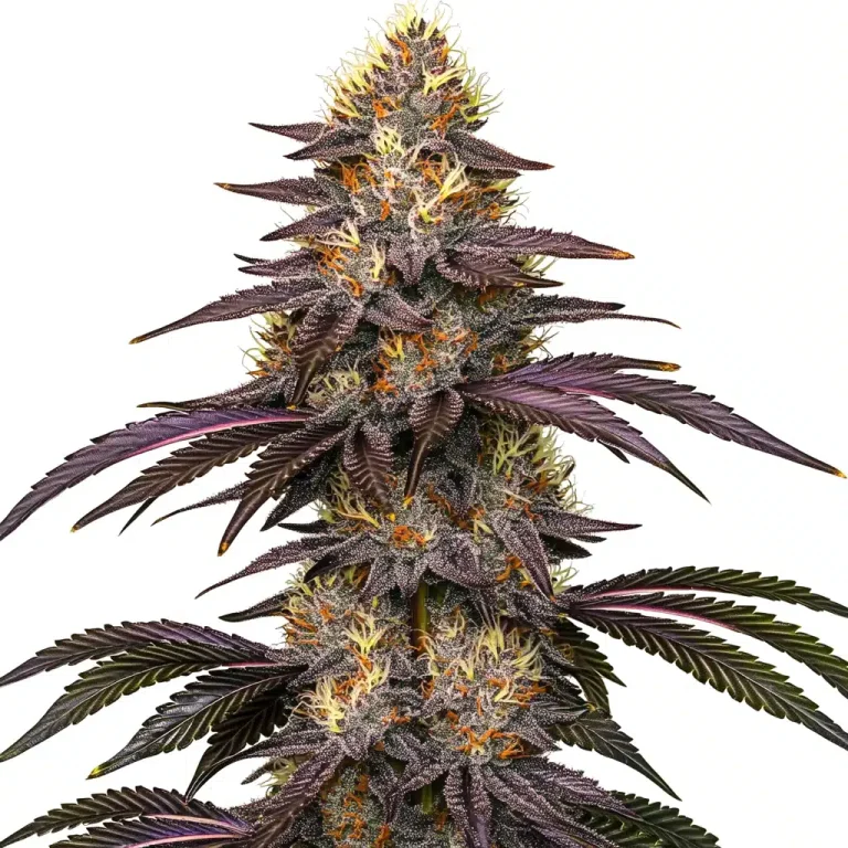 Cherry Pie OG