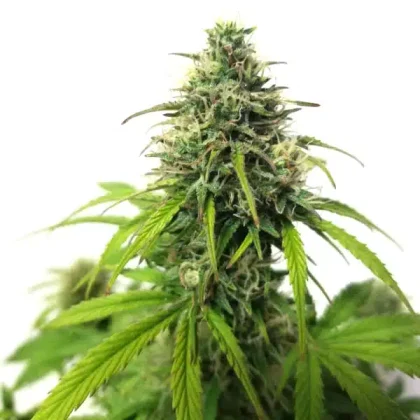 AK Auto