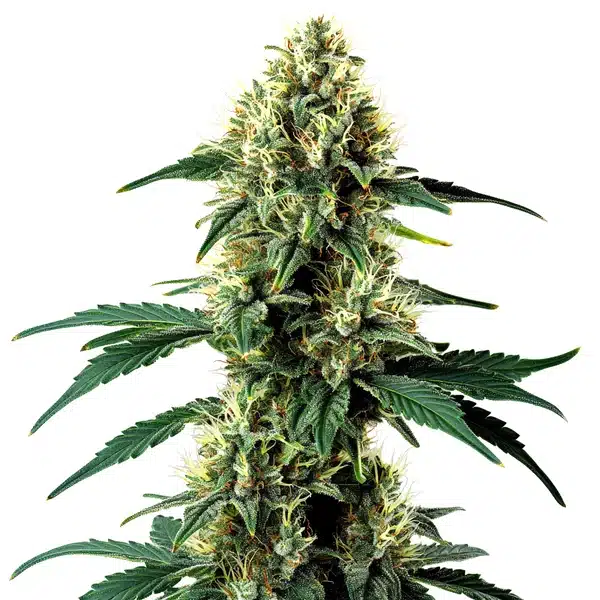 Aurora Indica Auto