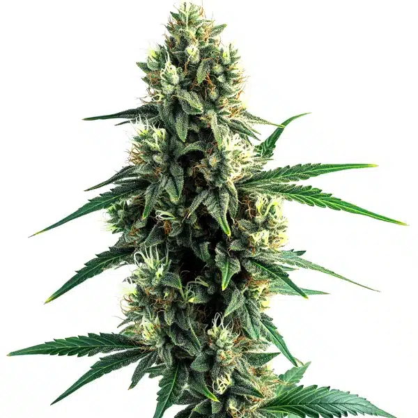 Blue Og Auto