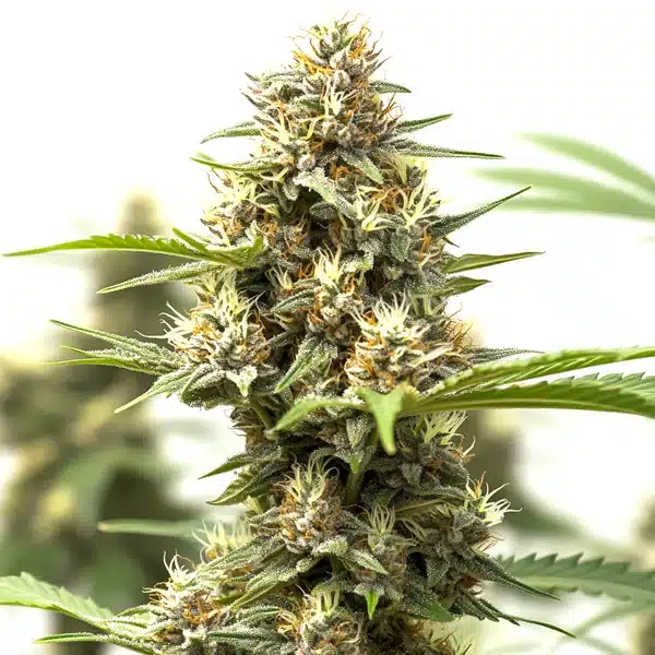 California Indica x GG auto