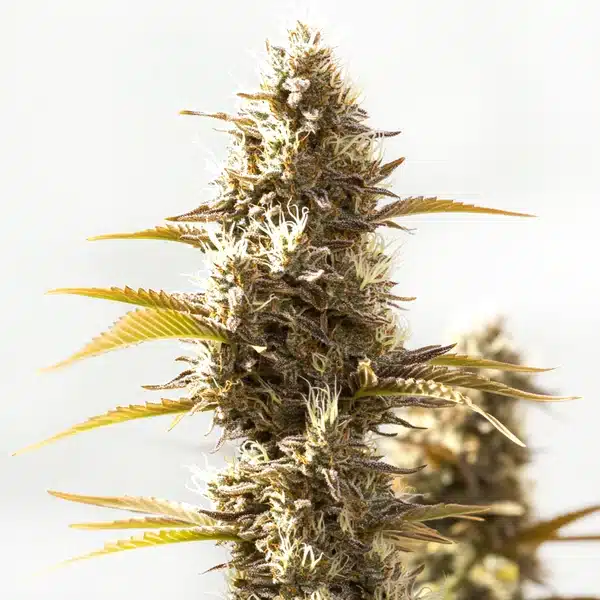 Cookies x GG Auto