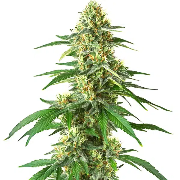 Master Kush Auto