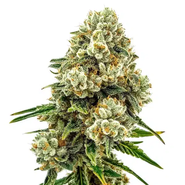 Acid Diesel