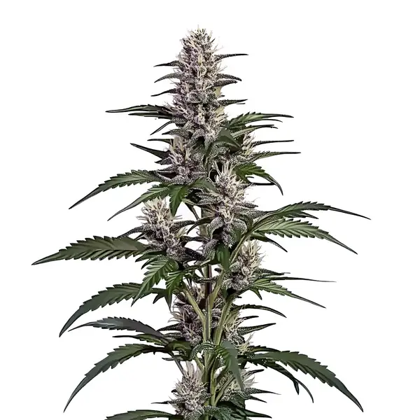 Afghan Autoflower
