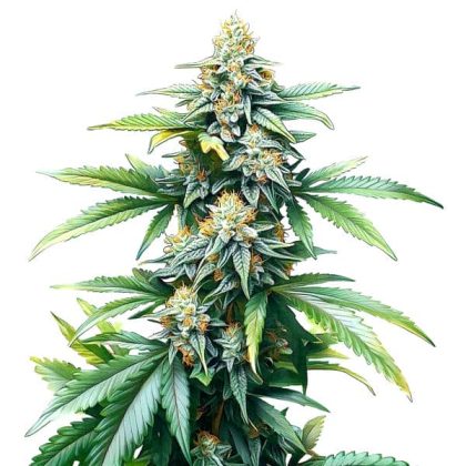 Afghan Kush Regular