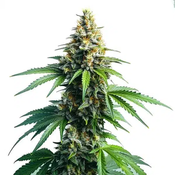 Afghan Kush