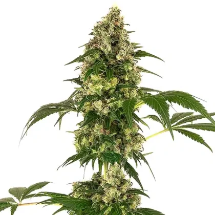 Afghan x Haze