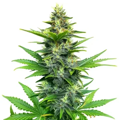 Alien GG Regular