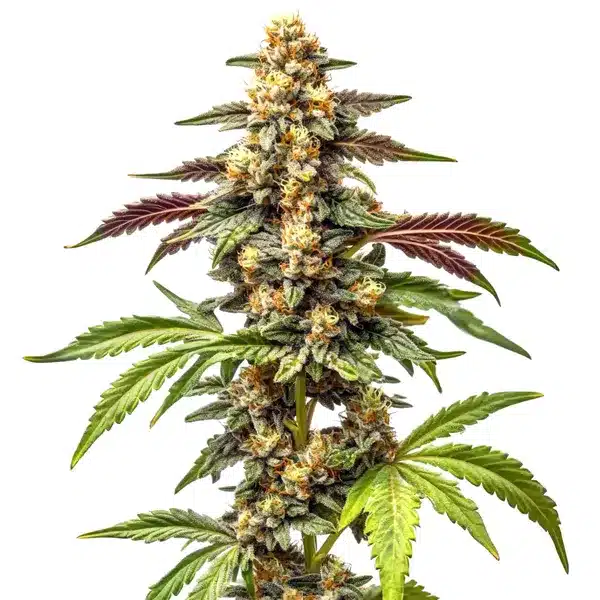 Alien Rock Candy F1