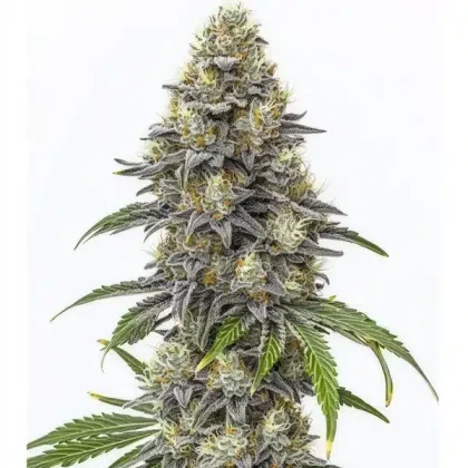 Amnesia Lemon Cake Boom Regular