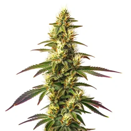 Amnesia Lemon Fast Version