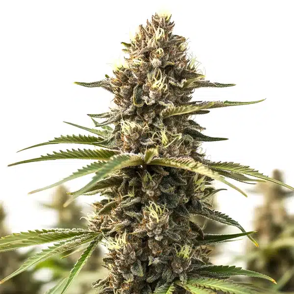 Animal Cookies