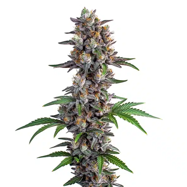 Apple and Bananas Cannabis Extraction