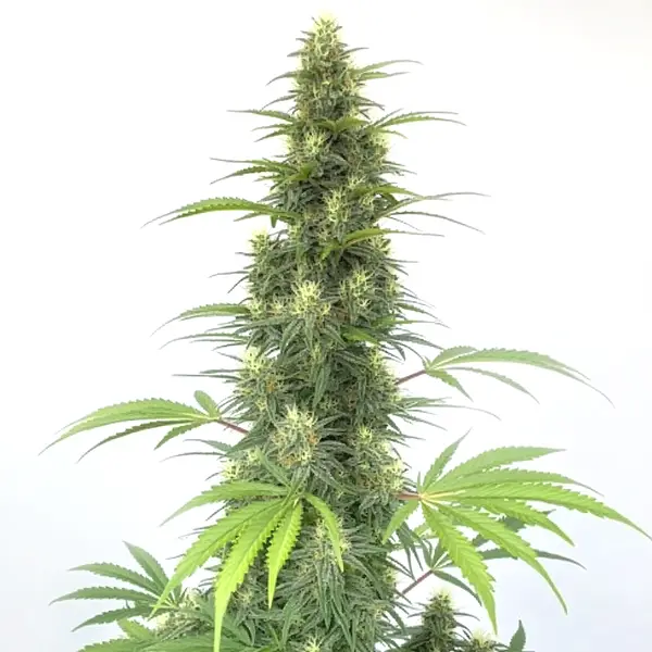 CBD Cheese Auto
