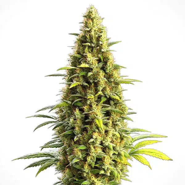 CBD Lemon Haze Auto