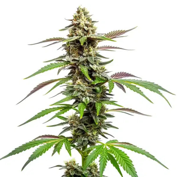 Auto CBD Med Go