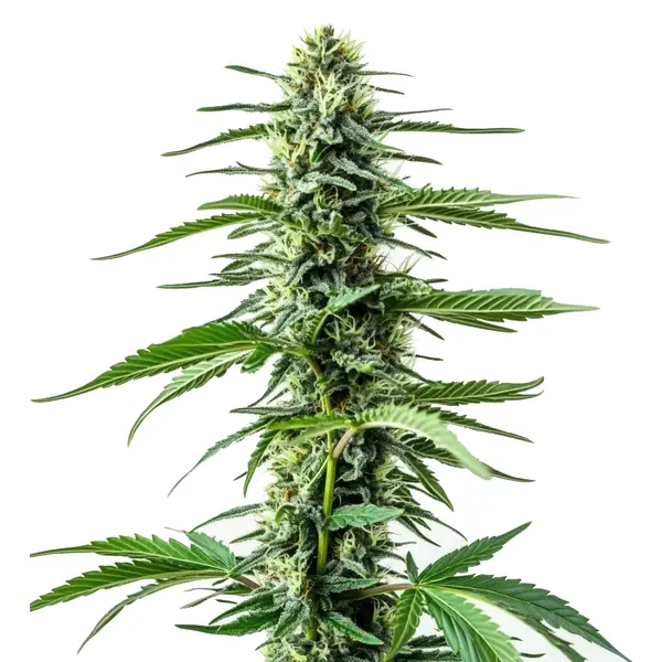 Auto Northern Lights CBD