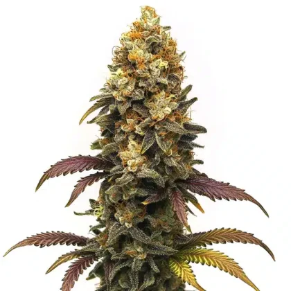 BC Diesel