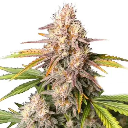 Bc God Bud Regular