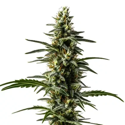 Big Devil Auto