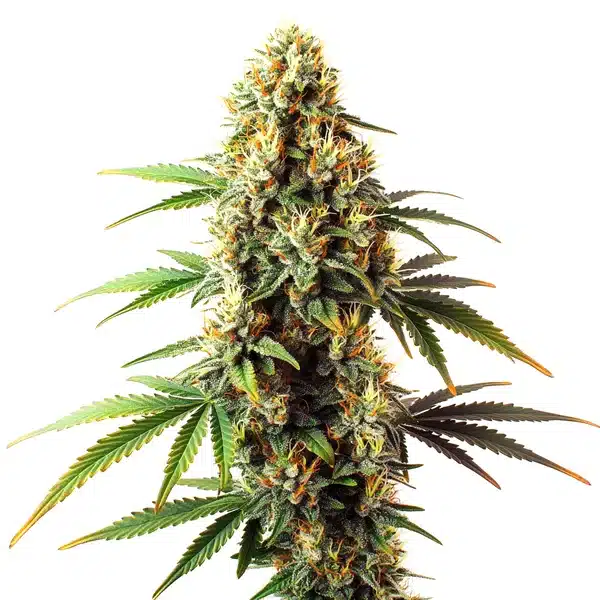 Black Domina Regular